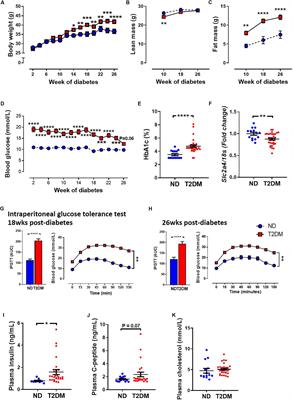 Characterising an Alternative Murine Model of Diabetic Cardiomyopathy